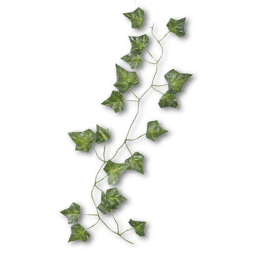 kikkapink deco scrap ivy - PNG gratuit
