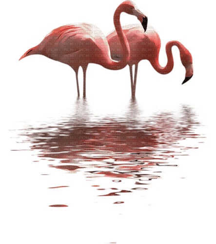 loly33 flamant rose - 無料png