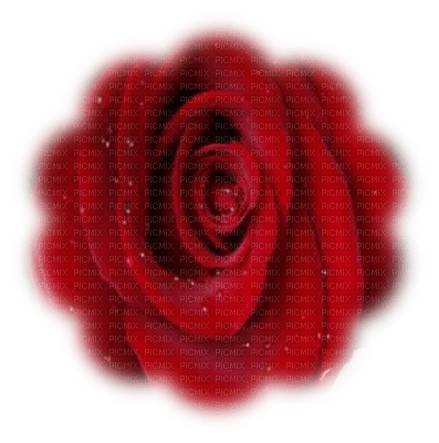 trandafir40 - png grátis