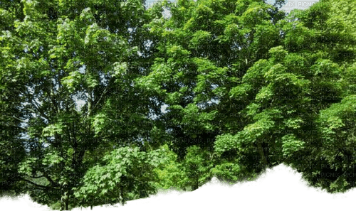Wald - δωρεάν png