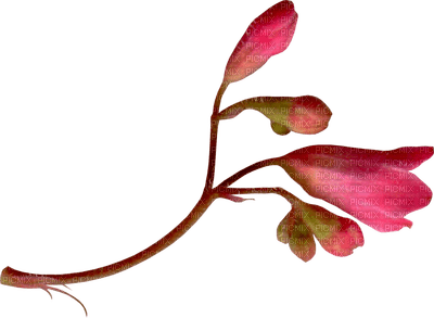 flowers-pink-minou52 - ücretsiz png