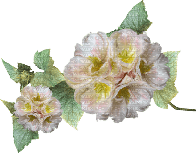 flower-white-minou52 - png grátis