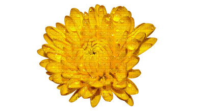 crisantemo - png gratis