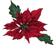 Christmas Flower - Gratis animeret GIF