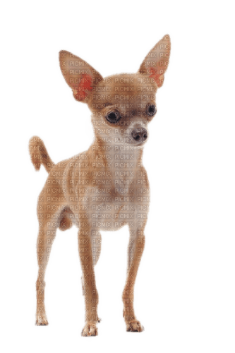 Hund, Chihuahua - бесплатно png