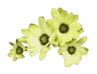 yellow-flowers - bezmaksas png