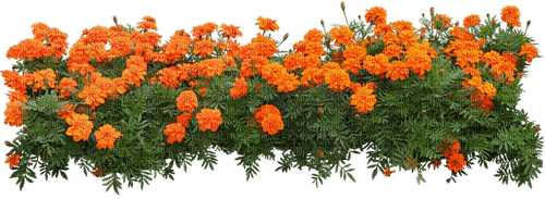 fleurs massifs web charmille - png gratis