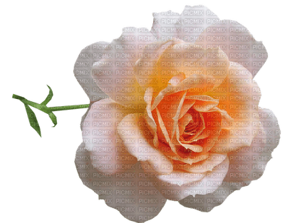 ruusu kukka flower fleur - ilmainen png