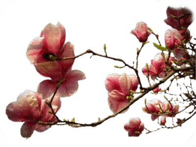 branche fleurie rose - png grátis