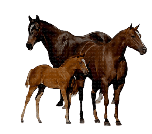 hästar-----horses - gratis png