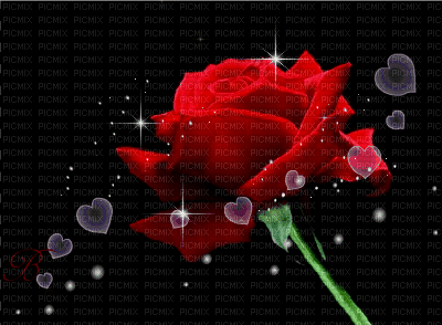 maj gif rose rouge - GIF animado gratis