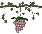 grapes on a vine - Zdarma animovaný GIF