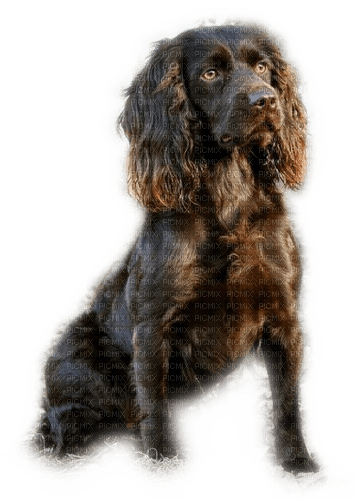 Rena Hund Dog Tier - безплатен png