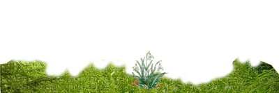 bordure herbes - Free PNG