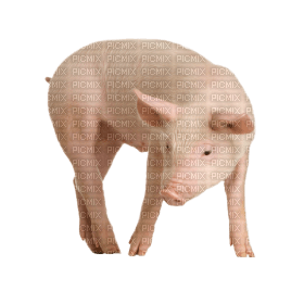 Kaz_Creations Pig - png ฟรี