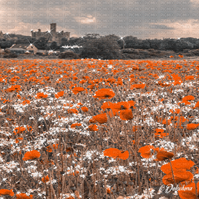 dolceluna poppy poppies field animated background - Ücretsiz animasyonlu GIF