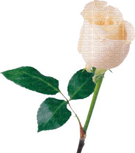 Kaz_Creations Deco Flowers Roses Flower - 無料png