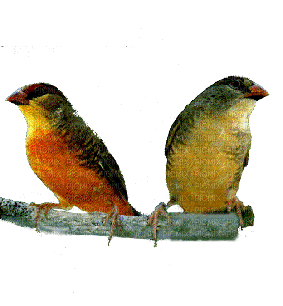 oiseau - Bezmaksas animēts GIF