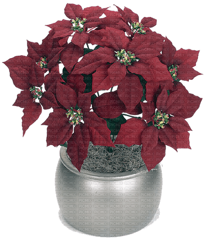 Noël.Fleurs.Christmas.pot.red.Victoriabea - PNG gratuit