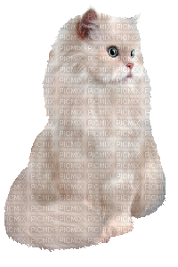 cat (created with gimp) - GIF animate gratis