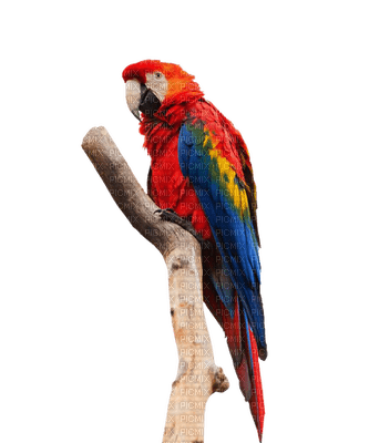 Parrot birds bp - nemokama png