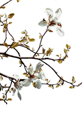 chantalmi   branche plugged blanc white - besplatni png