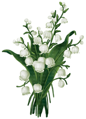 Lily of the valley. Flower. Leila - gratis png