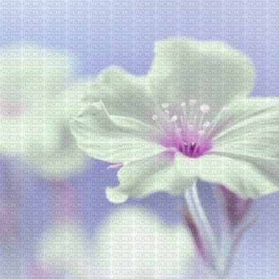 bg-soft flower-blue - png grátis
