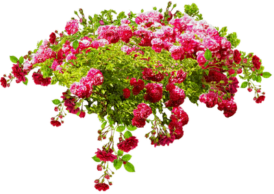 Kaz_Creations Deco Flowers Colours Bush - 無料png