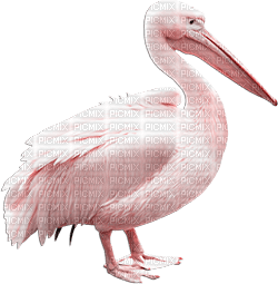 soave deco summer bird beach pink - δωρεάν png