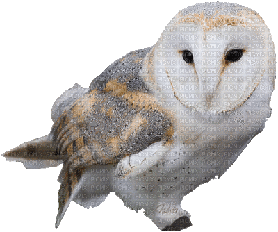 owl bp - Безплатен анимиран GIF