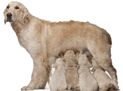 Kaz_Creations Dogs Dog Pups - 免费PNG