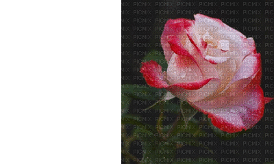 From me. rose. Slow 5* - GIF animado gratis