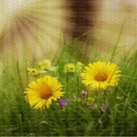 background hintergrund fondo flowers milla1959 - GIF animate gratis