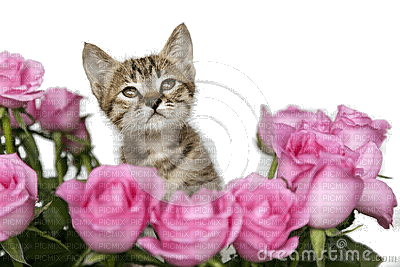 cats e rosas-l - png gratuito