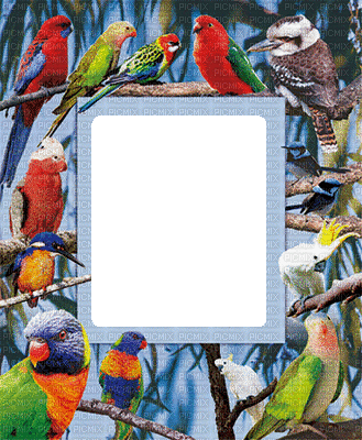 Australia birds bp - 無料のアニメーション GIF