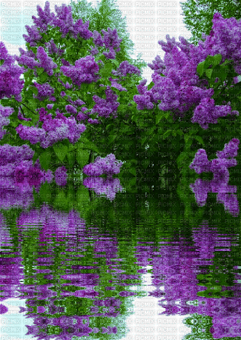 Lake of Lilac - Free animated GIF