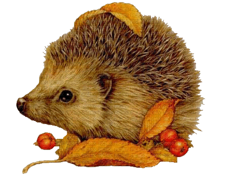 Hedgehog Gif Autumn - Bogusia - Free animated GIF