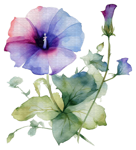 morning glory watercolor Bb2 - 免费PNG