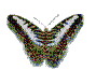 papillon - Ücretsiz animasyonlu GIF