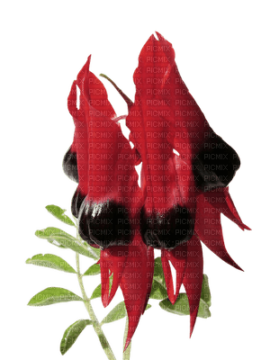 Australian native flowers bp - png ฟรี
