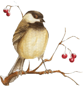Christmas birds bp - Free animated GIF