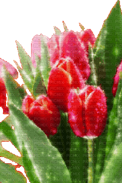 red tulips glitter - Besplatni animirani GIF