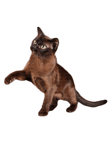 Poes - zadarmo png