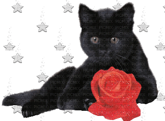 Gato preto - GIF animado gratis