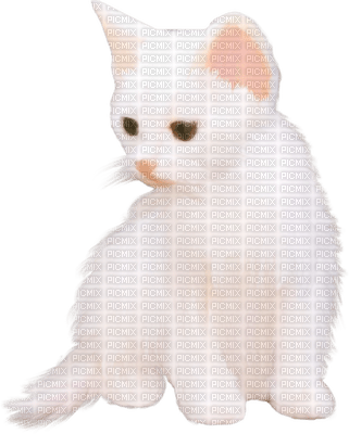 Kitten - nemokama png