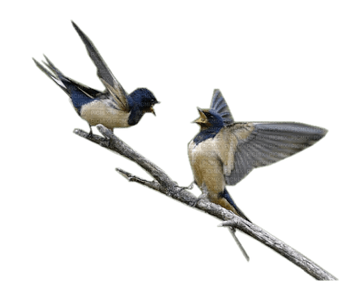 oiseaux - ingyenes png