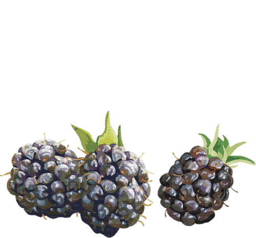 blackberries Bb2 - ücretsiz png