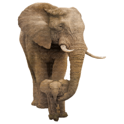 elefante - GIF animé gratuit