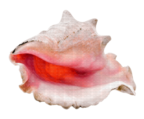 shell by nataliplus - Free PNG
